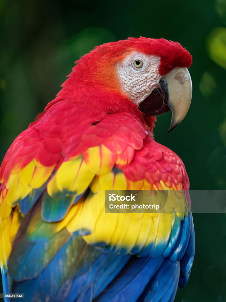 Những Thông Tin Về Vẹt Scarlet Macaw, Cách Chăm Sóc Chu Đáo Nhất - Yêu Chim
