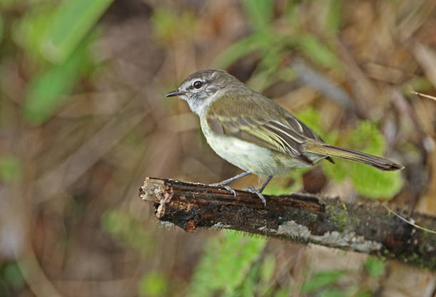 istock Jamaican Elaenia (Myiopagis cotta) 1150342543