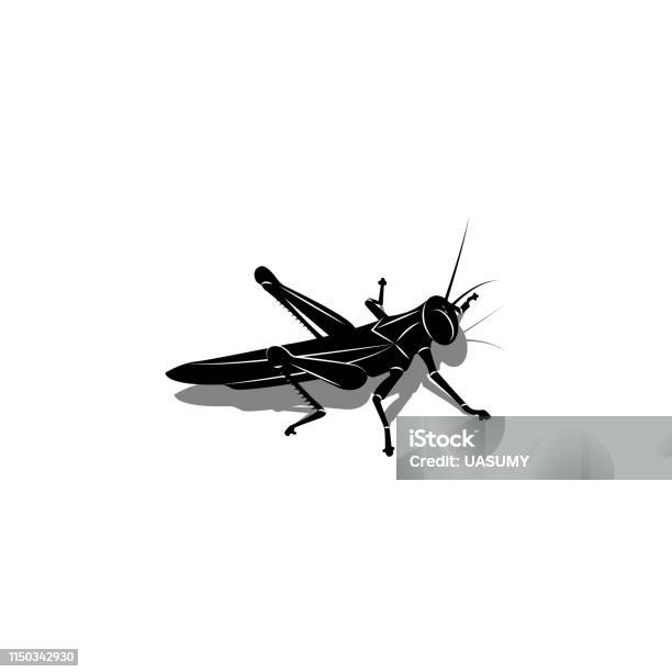 Isolated Silhouette Of A Grasshopper With A Shadow An Insect Is Preparing To Jump Black And White Vector Illustration Is Suitable For The Original Tattoo Stock Illustration - Download Image Now