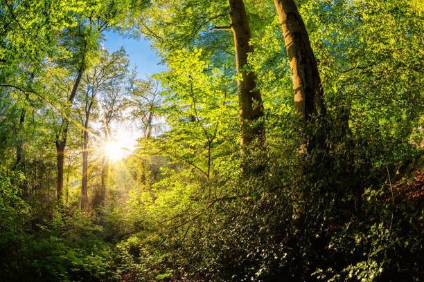 istock Sunrise in the forest 1150343516