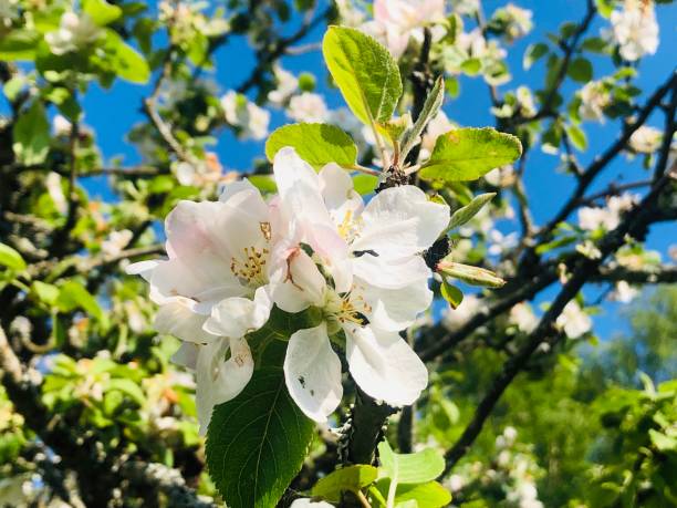 istock Apple tree flowers blossom close up 1150345286