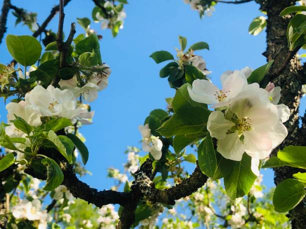 istock Apple tree flowers blossom close up 1150345521