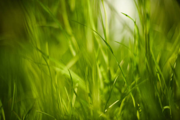 istock Close up of green grass. Natural background texture 1150345624
