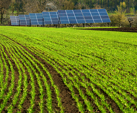 rows of green sprout on field with solar panel