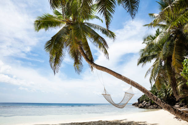 istock Hammock Hanging On Anse Baleine Beach, Mahe Island, Seychelles 1150346294