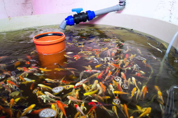 Various fish species in aquaponics system, combination of fish aquaculture with hydroponics, cultivating plants in water under artificial lighting Various fish species in aquaponics system, combination of fish aquaculture with hydroponics, cultivating plants in water under artificial lighting aquaponics photos stock pictures, royalty-free photos & images