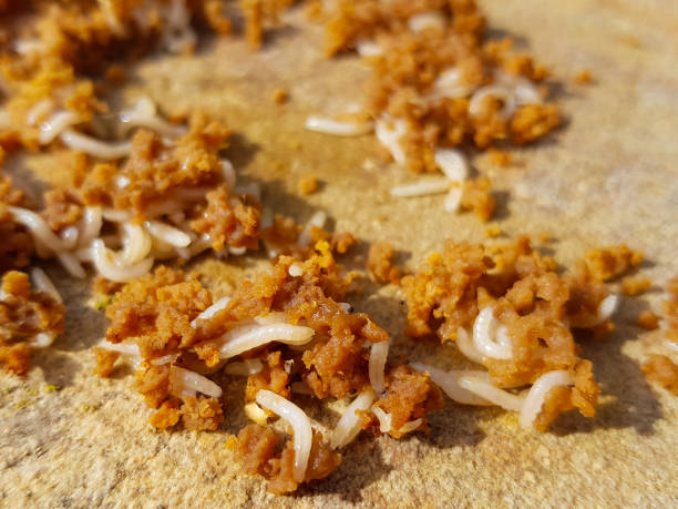 istock small white worms eating brown matter in decomposition. 1150346361