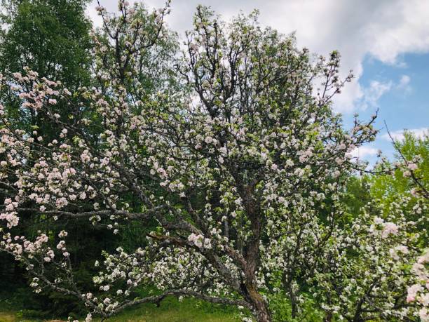 istock Apple tree in garden with flowers 1150346455