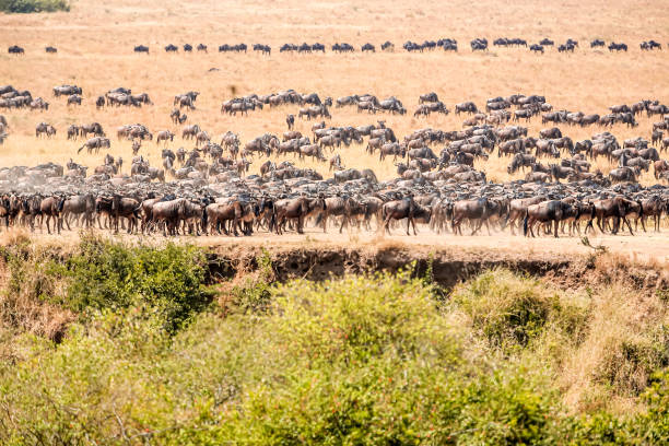 istock Wildebeests at Great Migration at savannah in the bushes 1150346460