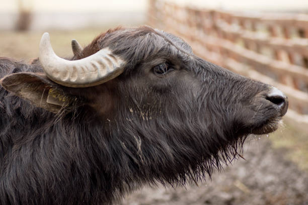 istock domestic water buffalo 1150346906