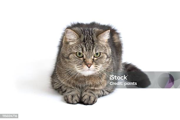 Engraçado Gato - Fotografias de stock e mais imagens de Animal - Animal, Animal de Estimação, Felino