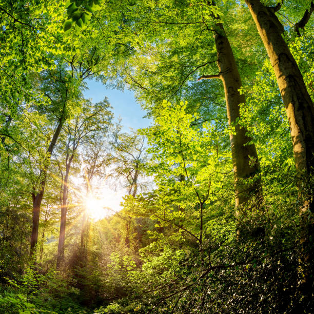 istock Sunrise in the forest 1150347890