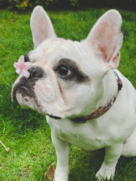 istock French Bulldog with flower on nose 1150348126