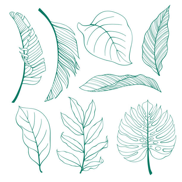 Set of tropical plants leaves. Set of tropical plants leaves. Botanical vector outline. Coconut palm, monstera, banana tree. leaf stock illustrations