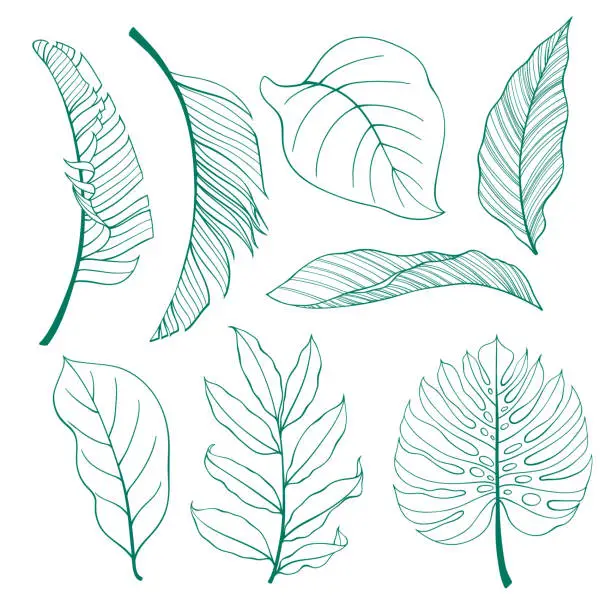 Vector illustration of Set of tropical plants leaves.