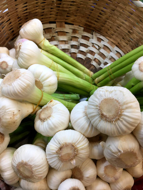 fresh organic bunch of garlics in a wicker basket - 3621 imagens e fotografias de stock