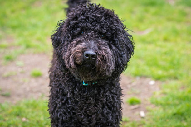 friendly curly-haired dog - dog black labrador retriever animal nose imagens e fotografias de stock