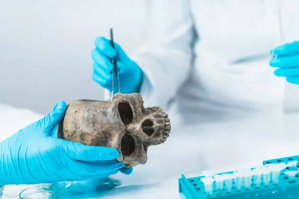 Photo of Bioarcheology.  Archaeologist Analyzing Ancient Human Osteological Material in Laboratory