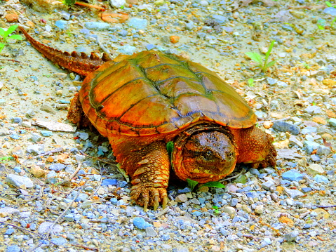 Alligator snapping turtle crossing the road in southeast Missouri.