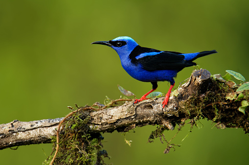 Red-legged Honeycreeper - Cyanerpes cyaneus  small songbird species in the tanager family (Thraupidae),in the tropical New World from southern Mexico south to Peru, Bolivia and central Brazil.