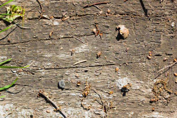 istock Background cracked timber. Texture of old wooden board. Retro pattern 1150351449