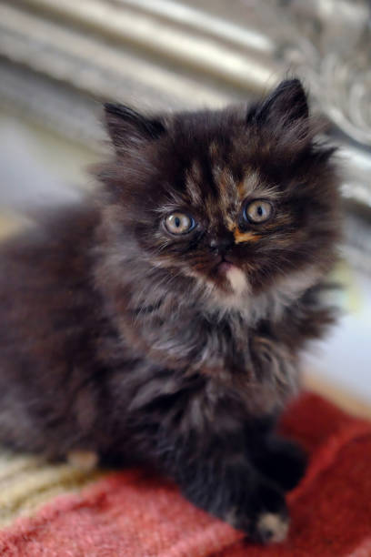 istock Little dark brown persian kitten. 1150351750