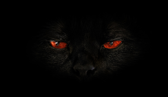 black cat in front of black background