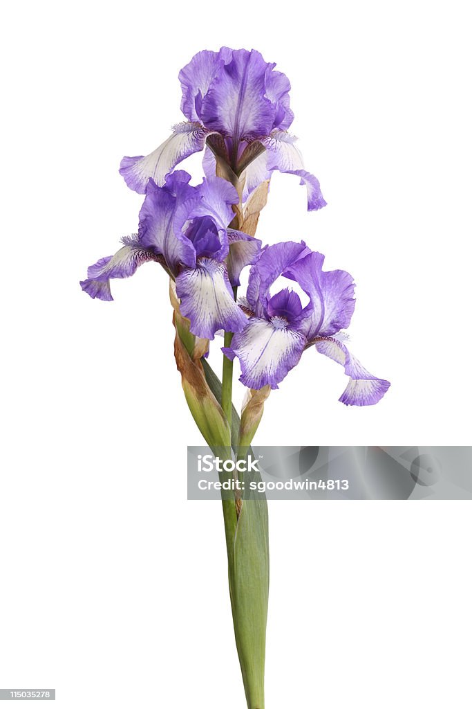 Haste de Flores de íris roxo isolado no branco - Royalty-free Aberto Foto de stock