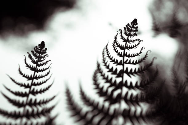 Silhouette of two royal fern leaves