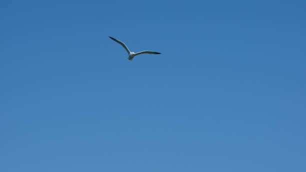 istock Seagull on Leros Island Greece 1150353725