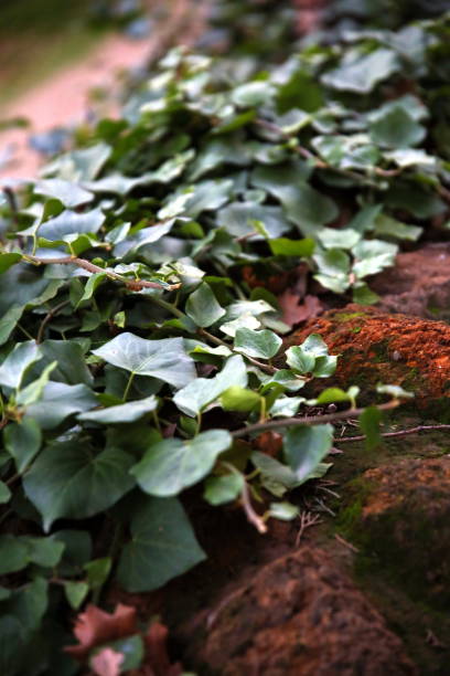 istock Selective focus of ivy leaves on the old stone wall 1150353987