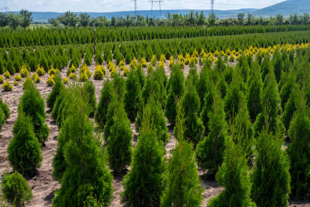 istock Arborvitae. Goldstrike Cedar. Nursery for many green Thuja in nature. 1150354026