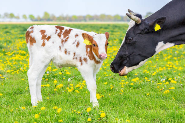 testa di mucca madre vicino al vitello appena nato nel prato - domestic cattle calf mother field foto e immagini stock