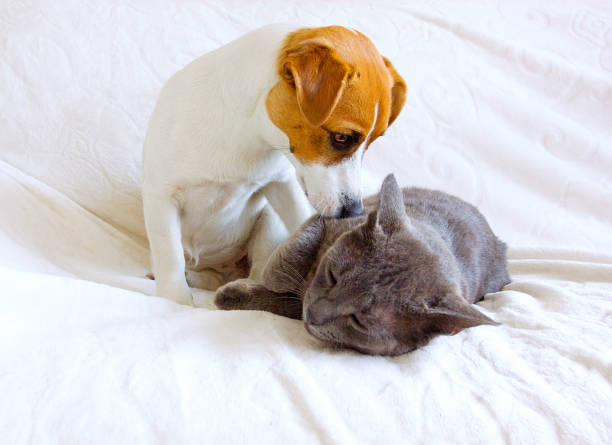 istock Jack Russell Terrier wakes up gray cat on the couch 1150355407