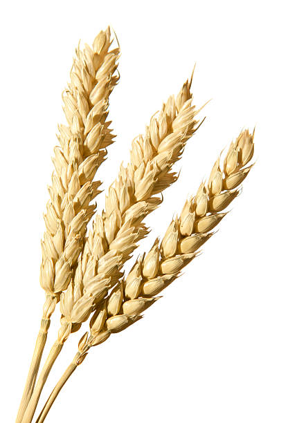 istock Bunch of wheat ears 115035612