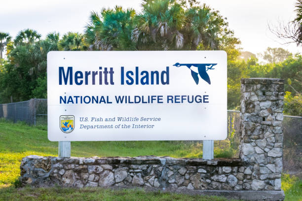 Merritt Island National Wildlife Refuge Merritt Island, Florida - May 12, 2019: Merritt Island National Wildlife Refuge is a 140,000 acres refuse on the Atlantic coast of Florida's largest barrier island. NASA's Kennedy Space Center is also on Merritt Island. national wildlife reserve stock pictures, royalty-free photos & images