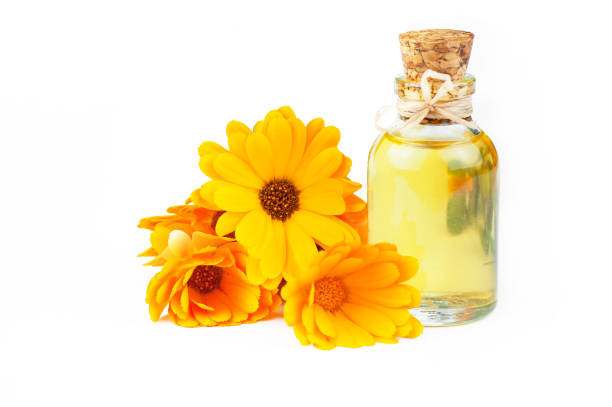 Glass bottle of calendula essential oil with fresh marigold flowers isolated on white background Glass bottle of calendula essential oil with fresh marigold flowers isolated on white background. Aromatherapy marigold oil herbal medicine background concept with copy space field marigold stock pictures, royalty-free photos & images