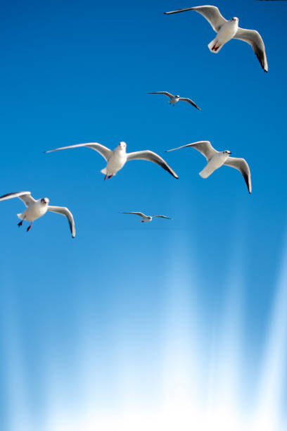 istock Seagulls flying in the sky 1150358029