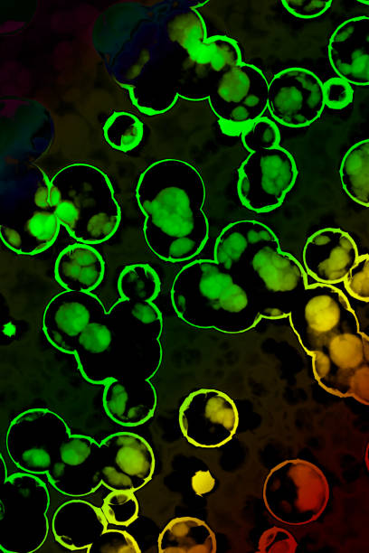 istock Shape of bacterial cell: cocci, bacilli, spirilla bacteria 1150358052