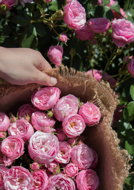 istock Beautiful roses wrapped with canvas in hand 1150358286