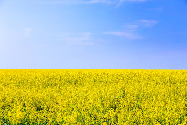 istock bright yellow blooming rapeseed field and blue sky