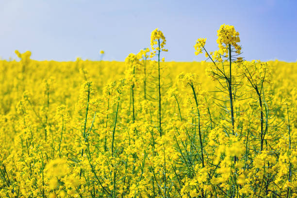 istock bright yellow blooming rapeseed field and blue sky