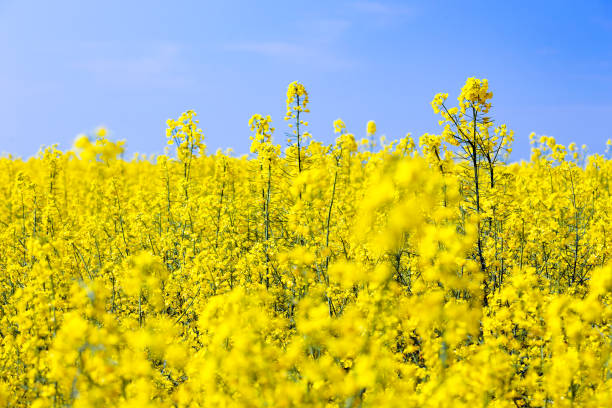 istock bright yellow blooming rapeseed field and blue sky