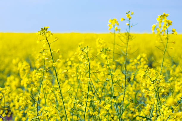 istock bright yellow blooming rapeseed field and blue sky