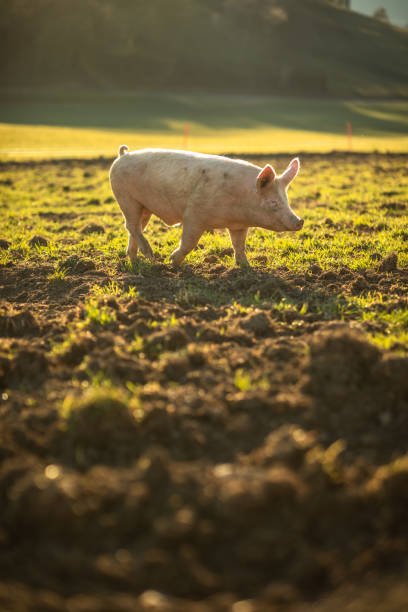 istock Pigs  in an organic meat farm 1150359437