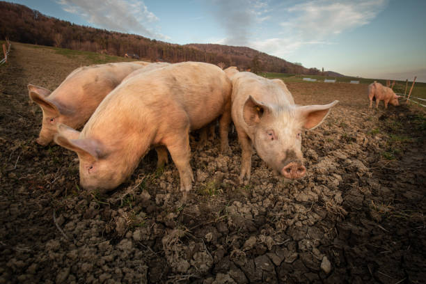 istock Pigs  in an organic meat farm 1150360065