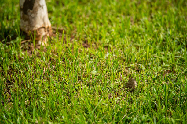 details of grass blades and foliage on the ground of a garden on a sunny day