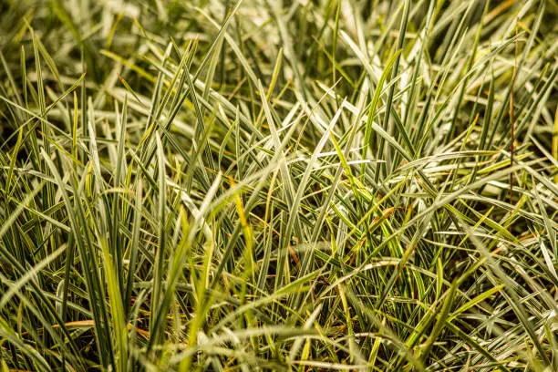 variegated grass blades on warm soft light