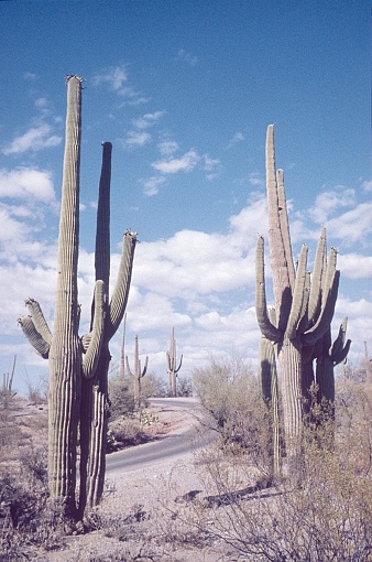 Tucson, Arizona, 1959. Saguaro National Park with giant cactuses.