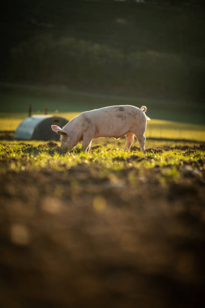 유기농 육류 농장의 돼지 - 암퇘지 뉴스 사진 이미지